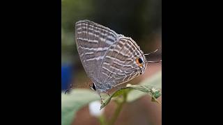 Common Caerulean(Jamides celeno) moving its false eyed wing to confuse predators. #butterfly #bug