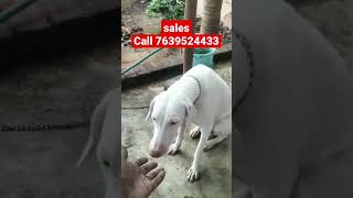 Rajapalayam Dogs #male& female puppy available call WhatsApp 7639524433