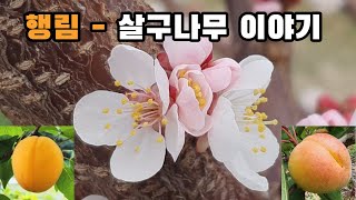 행림 - 살구나무 이야기