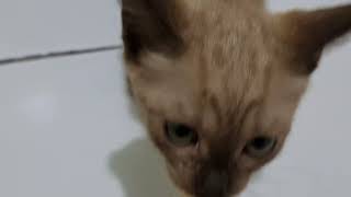 Cat Lovers Edisi Himalaya Langka The Stevii Kucing Lucu gemes