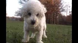 Bichon Frise Playing Fetch - Cute Puppy