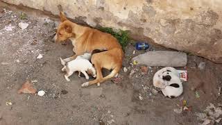 Street Dog n cute puppies, Mom always take care of kids with whatever she have, Love is in the air