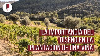 La importancia del diseño en la plantación de una viña