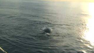 Right Whale Head Pushing in Roseway Basin