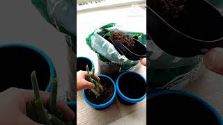 PLANTING SPRING ONION & GINGER