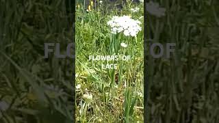 Queen Anne's Lace #nature #garden #wildflowers