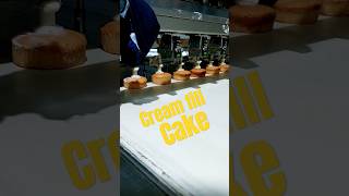 Cream fill cake at factory #cake #cream #factory