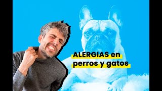 Alergias en nuestros #perros y #gatos