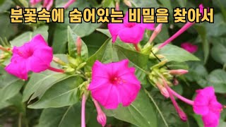 분꽃속에 숨어있는 비밀을 찾아서