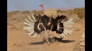 Ostrich 101~Ostrich Interesting Funny Facts You Didn't Know