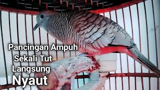 Pancingan Prkutut ampuh sekali tut Langsung Nyaut