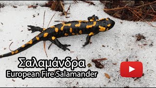 A salamander's short quest! Σαλαμάνδρα - Salamandra salamandra