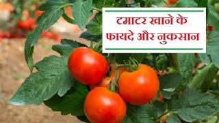 टमाटर खाने के फायदे और नुकसान | Health Benefits Of Eating Tomato 🍅 |