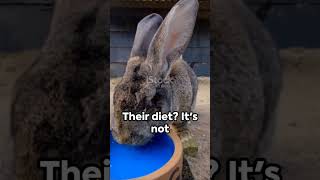 The Gentle Giants : Flamish Rabbits 🐰🐇