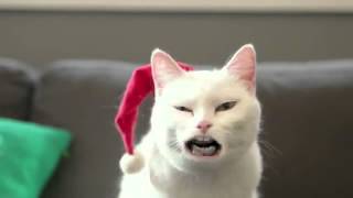 Cats Happy Christmas