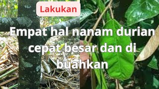 empat hal cara nanam durian cepat besar ,subur dan berbuah(dibuahkan)