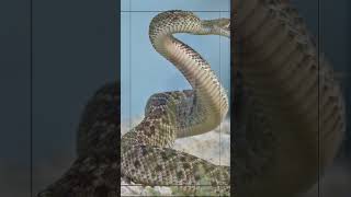 la #serpiente mas #rara del #mundo 😲#shorts #history #geography #youtubeshorts