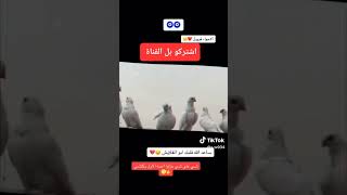 الأجواء فول مال مطيار