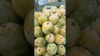 Mangga Indramayu Matang