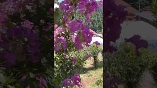 Dancing Crepe-myrtle【踊るサルスベリの花】#shorts#flower#nature