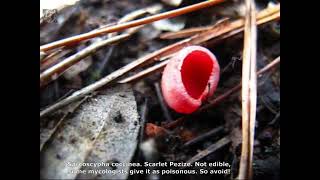 Sarcoscypha coccinea. Champimaginatis. English Text.