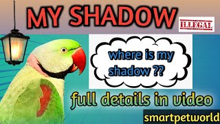 where is my shadow 😔ll Alexander parrot illegal😱??