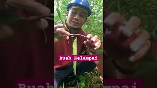 MENGENAL BUAH KELAMPAI HUTAN KALIMANTAN