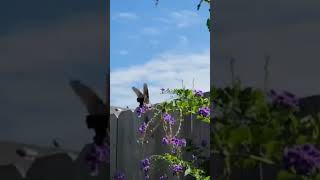 #Beautiful_butterfly.                      Please like and subscribe my channel