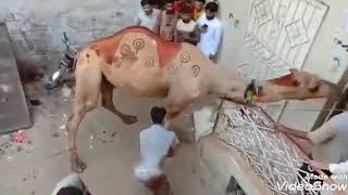 How to Camel Qurbani.Eid UL Adha.Camel Qurbani. Dangerous Camel Qurbani.Danger camel qurbani