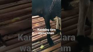 kambing dara warna hitam || ternak kambing #shorts