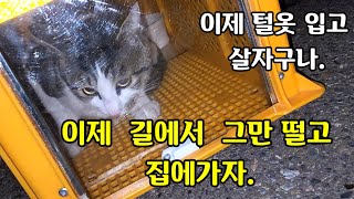 털 옷을 다 밀어버린 길고양이 구조하고 병원 가던날