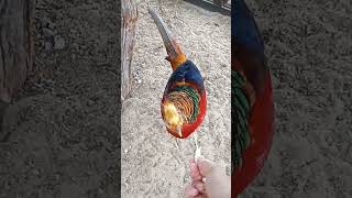 Golden Pheasant eating bread