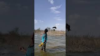 Amazing meat catching and landing on hand of black kite || bird training💯💯💥