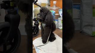 Godain si guk guk ha hau ##shorts #shortvideos #animals