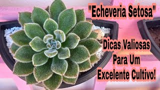 Echeveria Setosa # Dicas Valiosas Para Um Excelente Cultivo!