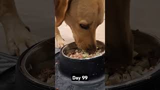 Day 99 until my dog gets 1k subscribers