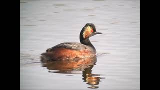 Svarthalsad dopping/ Black-necked Grebe