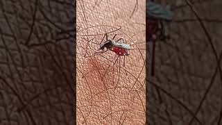 mosquito biting #mosquito #mosquitobites