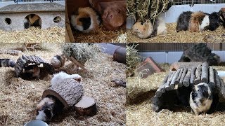 I adopted a herd of 9 guinea pigs...