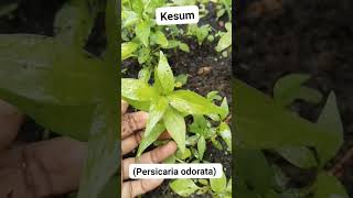 Kenalan Yuk!! Daun Kesum!! #viralkan #gardening #viralvideo #bumbualami