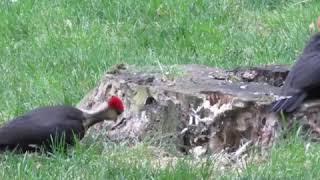 2 Pileated Woodpeckers visiting our home