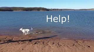 White German Shepherd Swimming for The First Time / Anjing Herder Putih Belajar Berenang