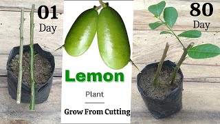 Grow Lemon Plant From Cutting l Nimbu Plant From Cutting l Citrus Limon Tree Grow At Home