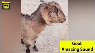 Brown Goat Amazing Sound Video Animal Theater