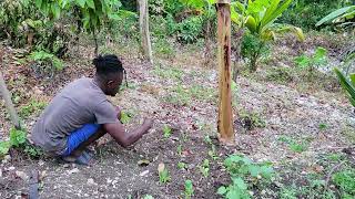 update on the seed that we sew, not what we expected looking green banana to cook #Jamaican farmv💯🇯🇲