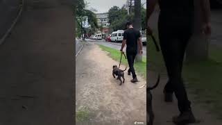 American Bully que puxa muito no passeio