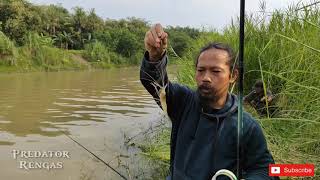 ngombyok udang galah di kali Comal