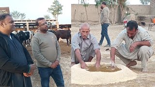 عزیز کیٹل فارم اینڈ پلائی سینٹر حاصل پور Aziz Cattle Farm and Palai Center Hashilpur