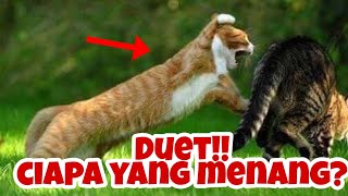 Seram😱Kucing Berantem Rebutan Wilayah Seru