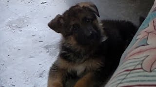 Puppy tilt his head 😍 | German shepherd long coat